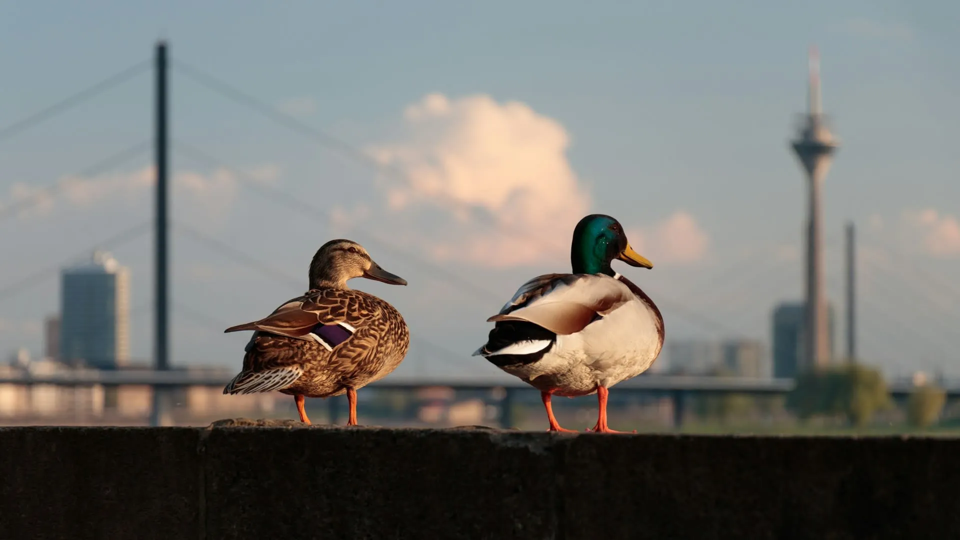 Twee eenden op de Rijnkade met de Rheinturm en Rijnkniebrücke van Düsseldorf op de achtergrond